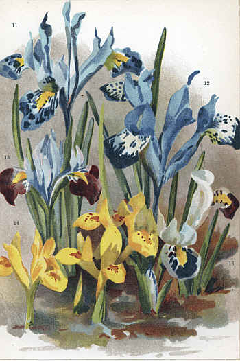 BULBOUS IRISES I. HISTRIO, (11) I. BAKERIANA, (12).
I. KOLPAKOWSKYANA, (13) I. DANFORDI, (14) I.PERSICA (15)