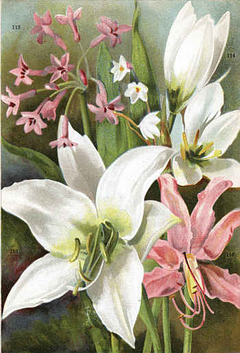 TULBAGHIA VIOLACEA (113) ZEPHYRANTHES CANDIDA (114)
CRINUM POWELLI ALBUM (115) LYCORIS SQUAMIGERA (116)