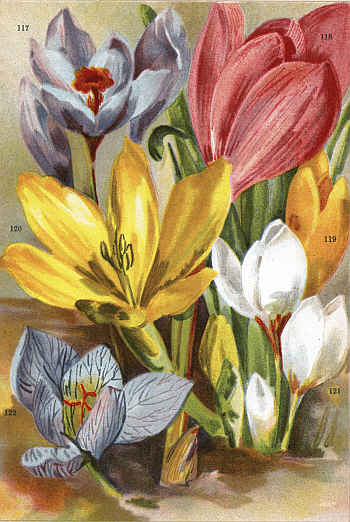 CROCUS MEDIUS (117) COLCHICUM SPECIOSUM (118)
STERNBERGIA LUTEA (119) STERNBERGIA MACRANTHA (120)
CROCUS OCHROLEUCUS (121) CROCUS SPECIOSUS (122)