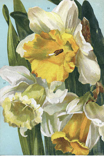 DAFFODILS  ELLEN WILLMOTT,
17. MDME. DE GRAAFF, 18. HORSFIELDI)DAFFODILS  ELLEN WILLMOTT,
17. MDME. DE GRAAFF, 18. HORSFIELDI)
