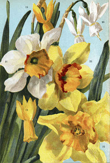 (DAFFODILS 19. CYCLAMINEUS, 20. TRIANDRUS ALBUS,
21. PRINCESS MARY OF CAMBRIDGE, 22. GLORIA MUNDI,
23. SIR WATKIN)