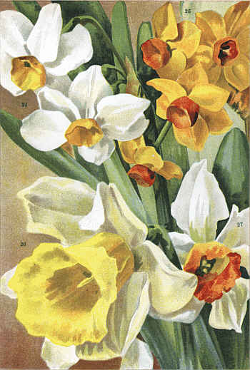 DAFFODILS (24. GRAND MONARQUE,
25. SOLEIL D'OR, 26. WEARDALE PERFECTION, 27. LULWORTH)