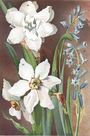 GARDENIA NARCISSUS (28) POET'S NARCISSUS (29)
HYACINTHUS AMETHYSTINUS (30)