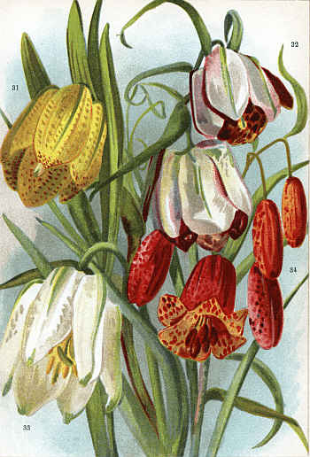 FRITILLARIAS (31. MOGGRIDGEI, 32. WALUJEWI, 33.
MELEAGRIS ALBA, 34. RECURVA)]
