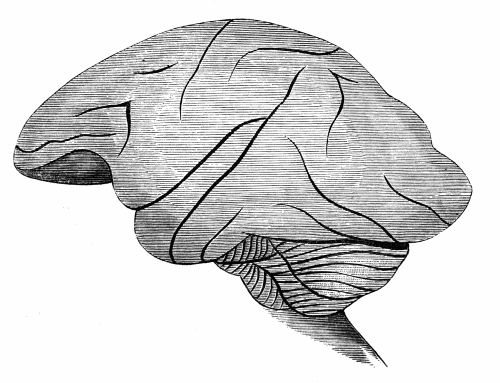 Brain of Monkey, with cerebellum beneath
