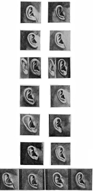 DIFFERENT TYPES OF EARS FROM THE CLASSIFICATION-BOOK.