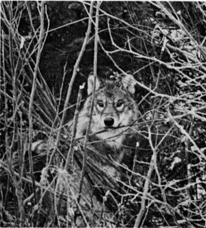 Figure 5.—A wolf caught in a trap. (Photo courtesy
of D. L. Breneman.)