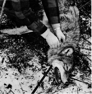 Figure 10.—A radio transmitter collar was placed
around the neck of each trapped wolf. (Photo
courtesy of D. L. Breneman.)