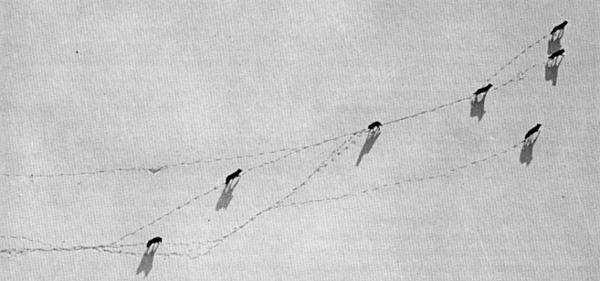 Figure 15.—The wolves studied soon became accustomed to the aircraft and
could then be observed during their natural activity. (Photo courtesy of
L. D. Mech.)