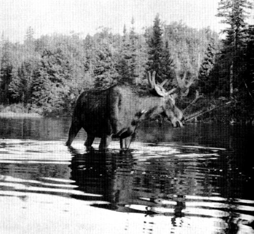 Figure 30.—Moose are also killed by wolves.
(Photo courtesy of Allan Taylor.)