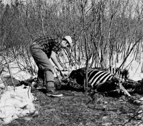 Figure 31.—Only a few wolf-killed moose were
located during the study. (Photo courtesy of Laurence Pringle.)