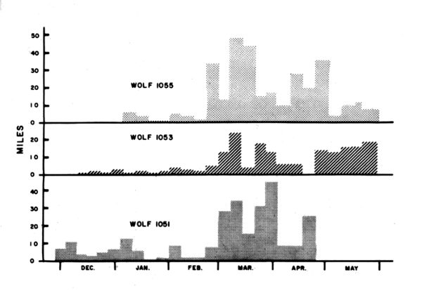 Figure 34.—Net weekly (straight-line) distances
traveled by three radiotagged wolves.