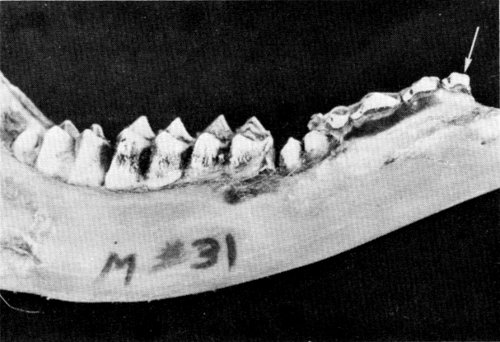 Figure 8.—Deciduous first premolar (arrow),
usually not present in deer, was found in
specimen M-31.