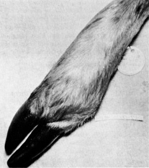 Figure 14.—Arthritis in right hind foot of specimen
M-28. (Photo courtesy of University of
Minnesota Veterinary Diagnostic Laboratory.)