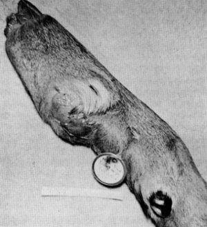 Figure 15.—Infection and fibrous mass in a front
foot of specimen M-29. (Photo courtesy of
University of Minnesota Veterinary Diagnostic
Laboratory.)