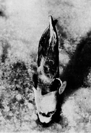 Figure 16.—Injury to left front foot of specimen
M-196. (Photo courtesy of L. D. Mech).