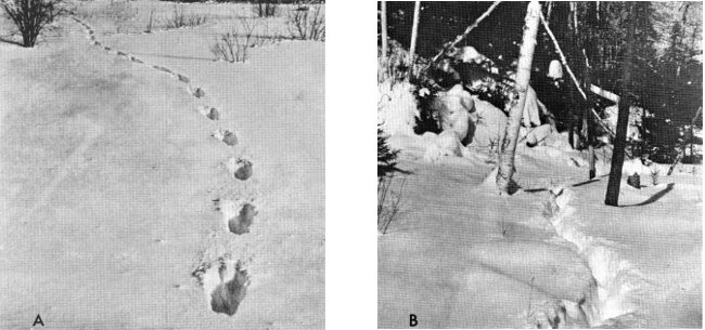 Figure 7.—(A) A single wolf must break his own trail through the snow.
(Photo courtesy of L. D. Frenzel.) (B) Regular use by a pack keeps trails
open. (Photo courtesy of L. D. Mech.)