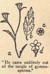 He came suddenly out
of the tangle of gymnosperms.