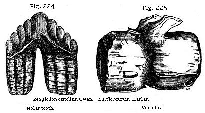 Fig. 224: Zeuglodon cetoides, Fig 225: Basilosaurus.