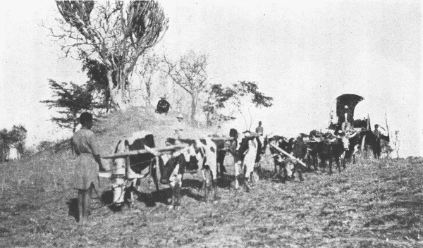 Macha Wagon and Oxen Near an Ant Hill.
