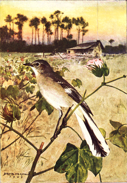 The Project Gutenberg eBook of Bird Neighbors, by Neltje Blanchan.