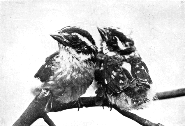 BROTHER AND SISTER ROSE-BREASTED GROSBEAKS, TWO WEEKS OLD