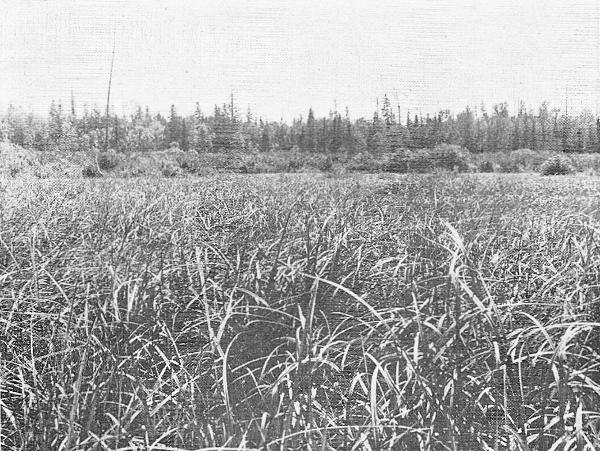 Fig. 2. Tall-sedge habitat in a beaver meadow on the
west side of Gogebic Lake, Ontonagon County. September 1, 1920.