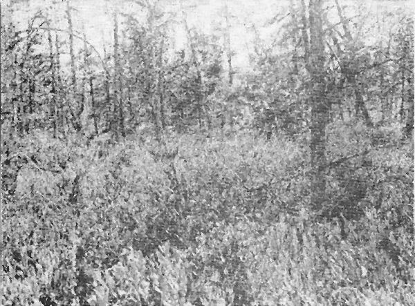 Fig. 1. Leather leaf bog invaded by tamaracks, Ontonagon
River near Cisco Lake. August 3, 1920.