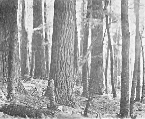Fig. 2. Arbor-vitae swamp four miles southeast of Little
Girl's Point. The ground is very moist. August 16, 1920.