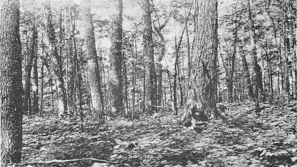 Fig. 1. Dry hardwood on a ridge four miles southeast of
Little Girl's Point. Sugar maple, yellow birch, and linden are
dominant. Undergrowth low. August 16, 1920.