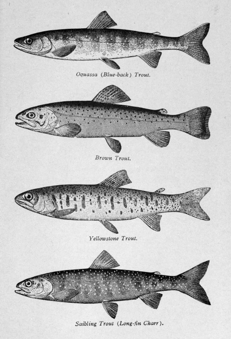 The Project Gutenberg eBook of The Determined Angler and the Brook Trout,  by Charles Bradford.
