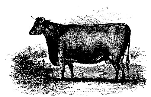 AZALIA.

The best Short-Horned Durham Cow over Three Years Old: Owned by Lewis G.
Morris.