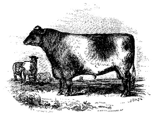 EARL SEAHAM.

The best Short-Horned Durham Bull over Three Years Old: Owned by J. M.
Sherwood and A. Stevens.