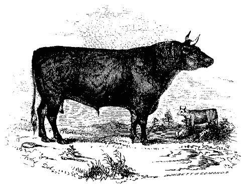 DEVON.

The best Devon Bull over Three Years Old: Owned by W. P. and C. S.
Wainwright.