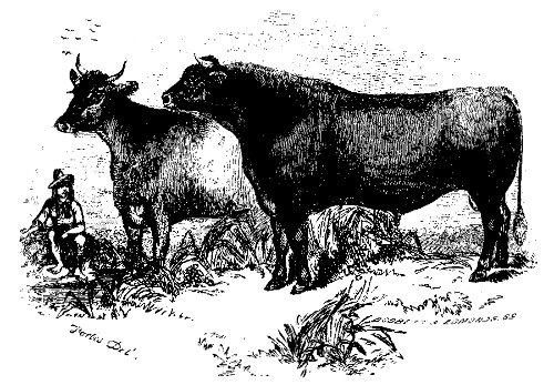 KOSSUTH AND BRISKA.

Best Foreign (Hungarian) Cattle, over Two Years Old: Owned by Roswell L.
Colt.