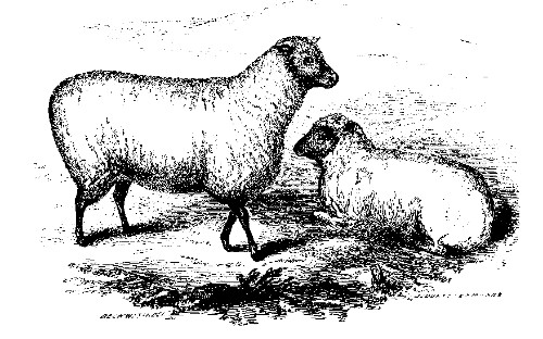 SOUTH DOWN SHEEP.

Best Middle-Wooled Ewe, over Two Years Old: Owned by Lewis G. Morris.