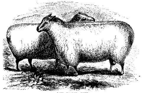 LONG-WOOLED SHEEP.

Best long-wooled buck and ewe over two years old: owned by J. McDonald and
Wm. Rathbone.