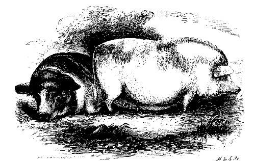 J. DELAFIELD'S CHINESE HOGS.