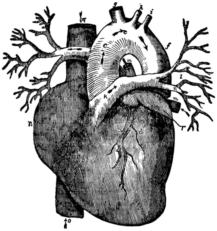 THE HEART VIEWED EXTERNALLY.