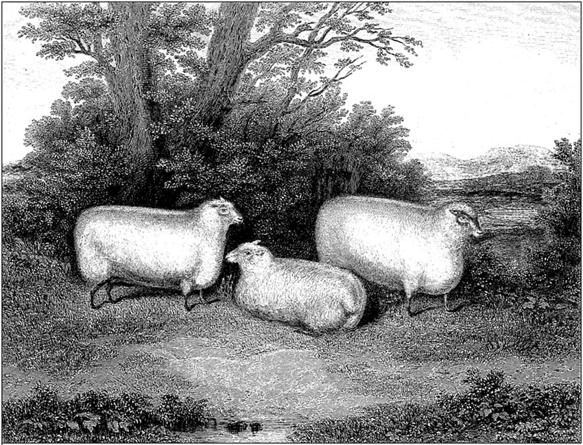 Three South Down Wethers