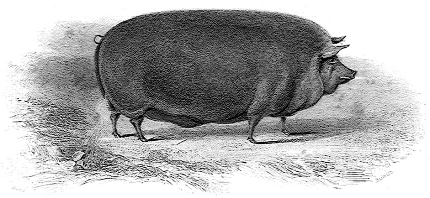 A Boar.