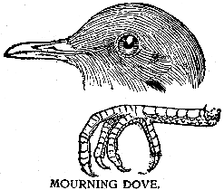 MOURNING DOVE.