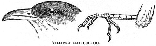 YELLOW-BILLED CUCKOO.
