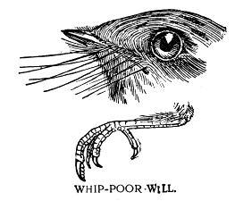 WHIP-POOR-WILL.