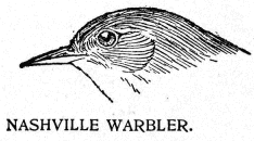 NASHVILLE WARBLER.