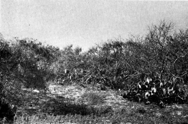 Fig. 1.&mdash;Mesquite-cactus formation on clay dune at margin of the Laguna
Madre west of Camp 1. Habitat of Northern Mockingbird, Cardinal, Bob-white,
black-tailed jackrabbit, and Great Plains woodrat.