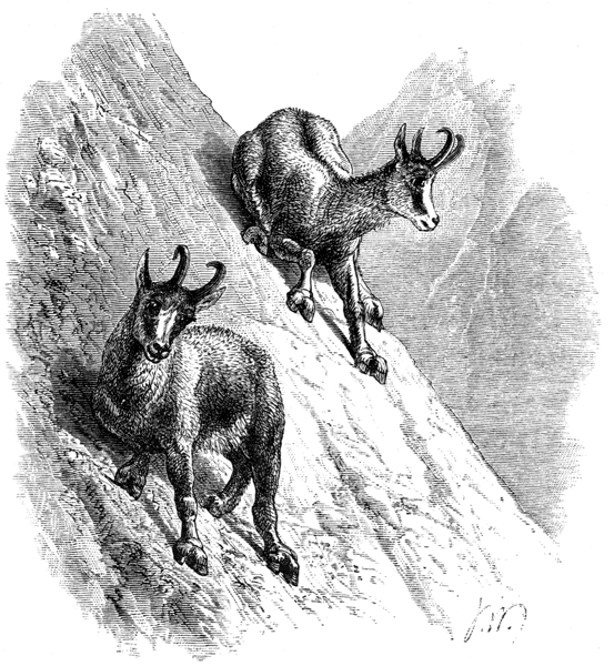 Illustration: Chamois in difficulties