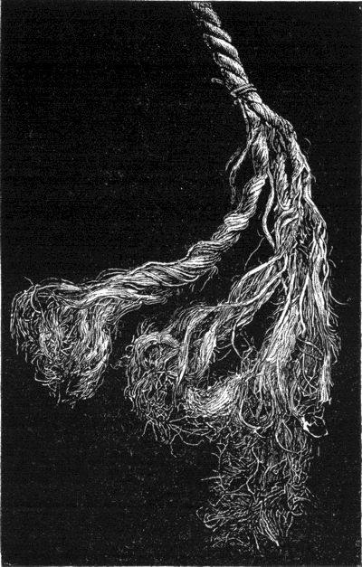 Illustration: The Manilla rope