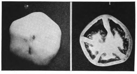 Figure 21.—Puffiness is a common defect in tomatoes, especially