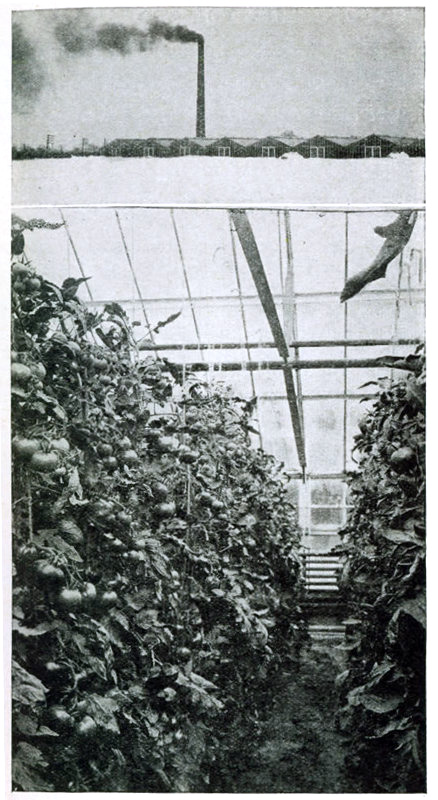Figure 1.—The tomato is the leader among greenhouse
vegetables.